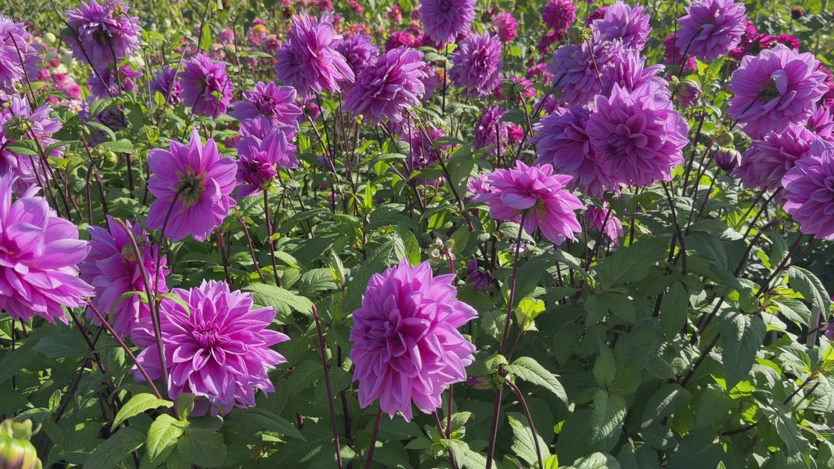 Dahlia Lilac Time | Dinnerplate Dahlia