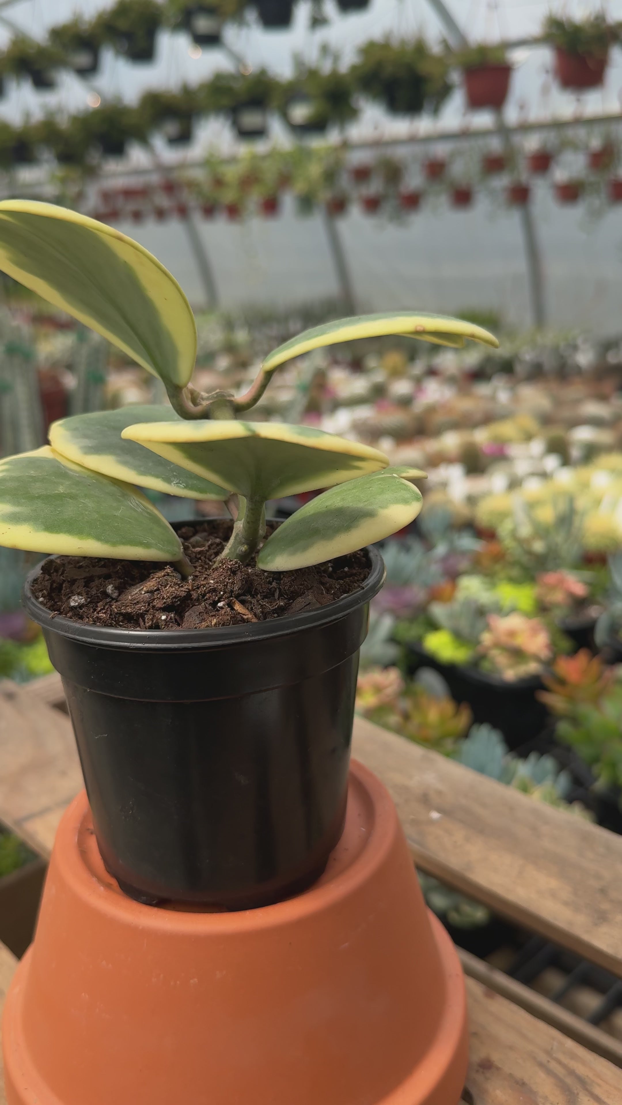 Hoya Kerii Outer Variegated | Variegated Sweetheart Hoya