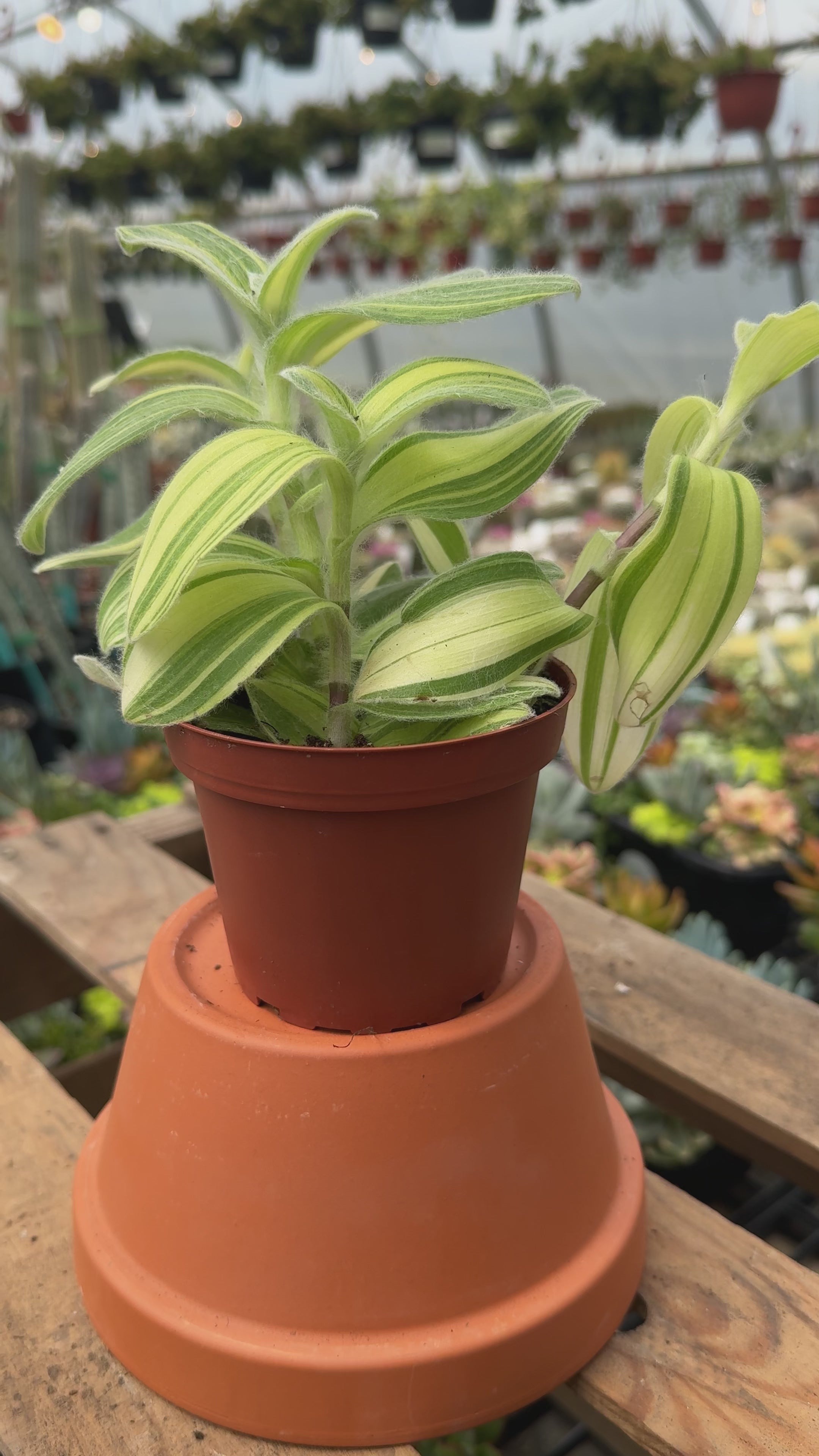 4" Tradescantia Sillamontana Variegated | Wandering Dude