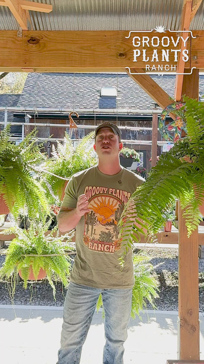 Boston Fern ~ Frond-tastic Sea of 6 Hefty Hanging Baskets for Preorder