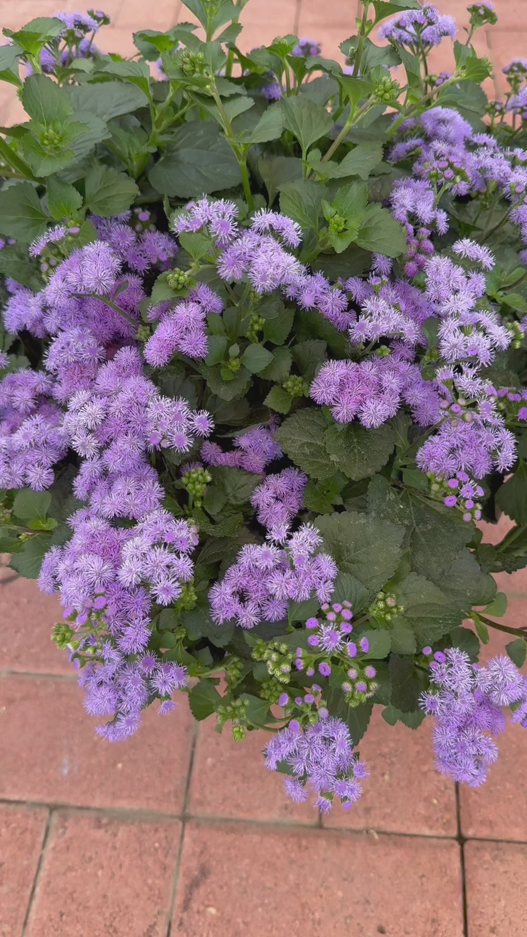 'Monarch Magic' Ageratum ~ Trio of 3 Hefty Plants for Preorder