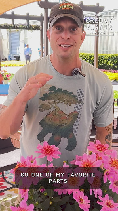 Dahlia 'Venti PinkBurst' ~ Dynamite Bundle of 8 Hefty Plants for Preorder