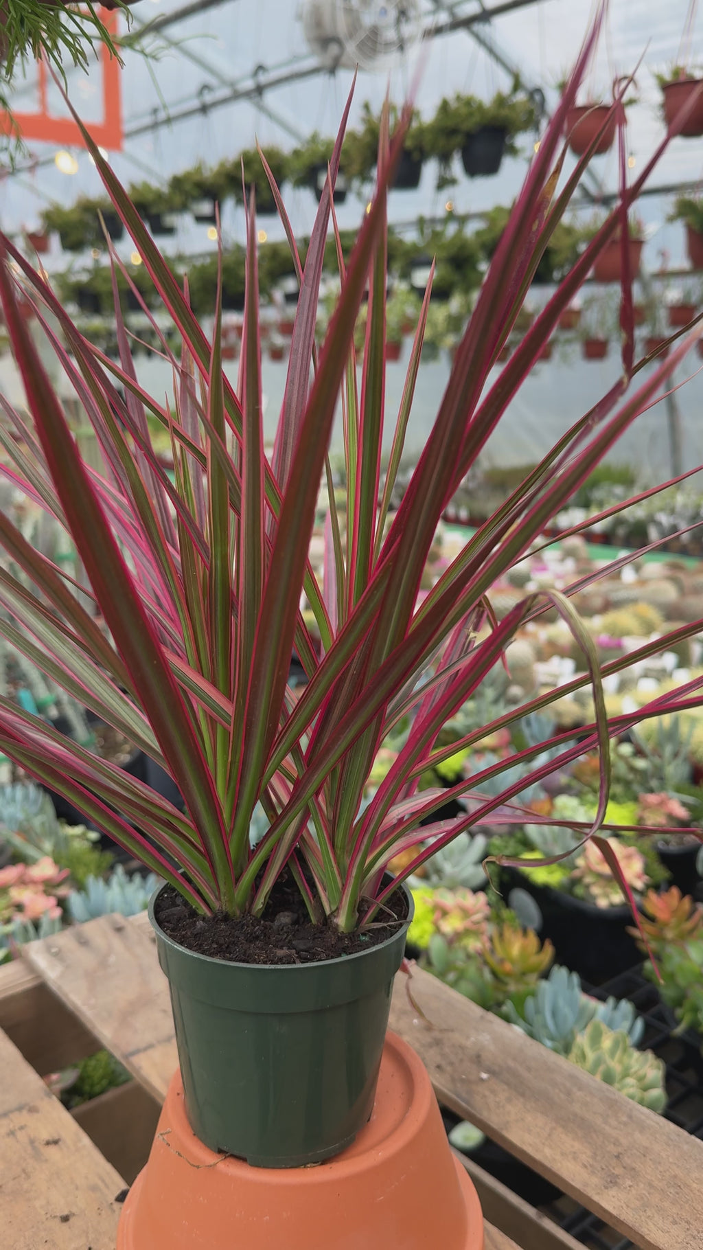 Pink Dragon Tree | Dracaena 'Colorama'