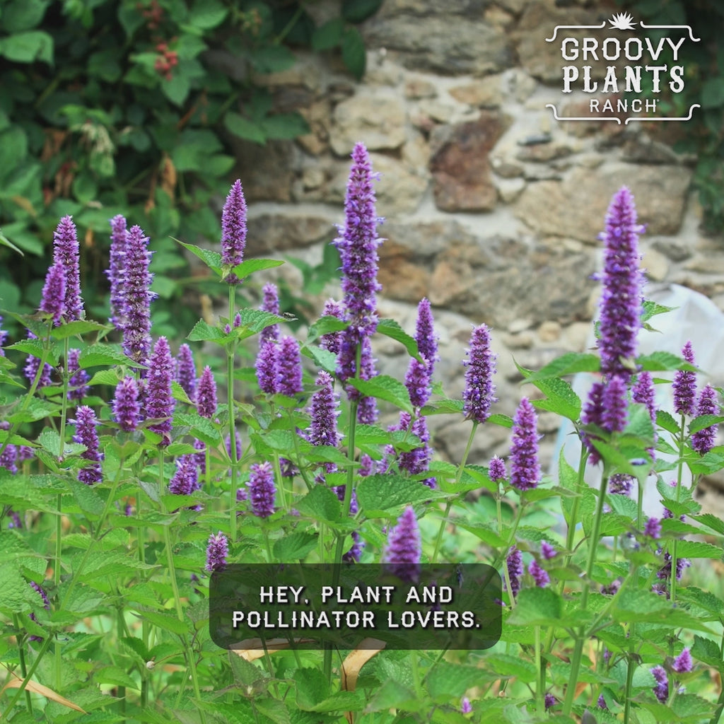 The Pollinator Parlor ~ Native Garden of 9 Hefty Plants for Preorder