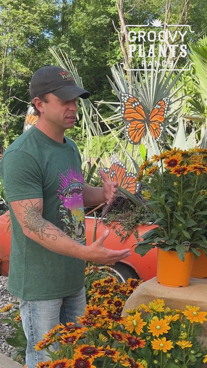 Sunbeckia 'Luna' | Order Now, Pickup at The Ranch