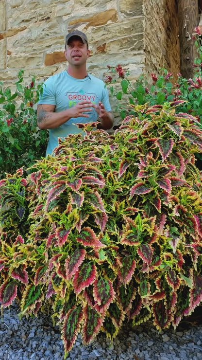 Coleus ColorBlaze® 'El Brighto' ~ Trio of 3 Hefty Plants