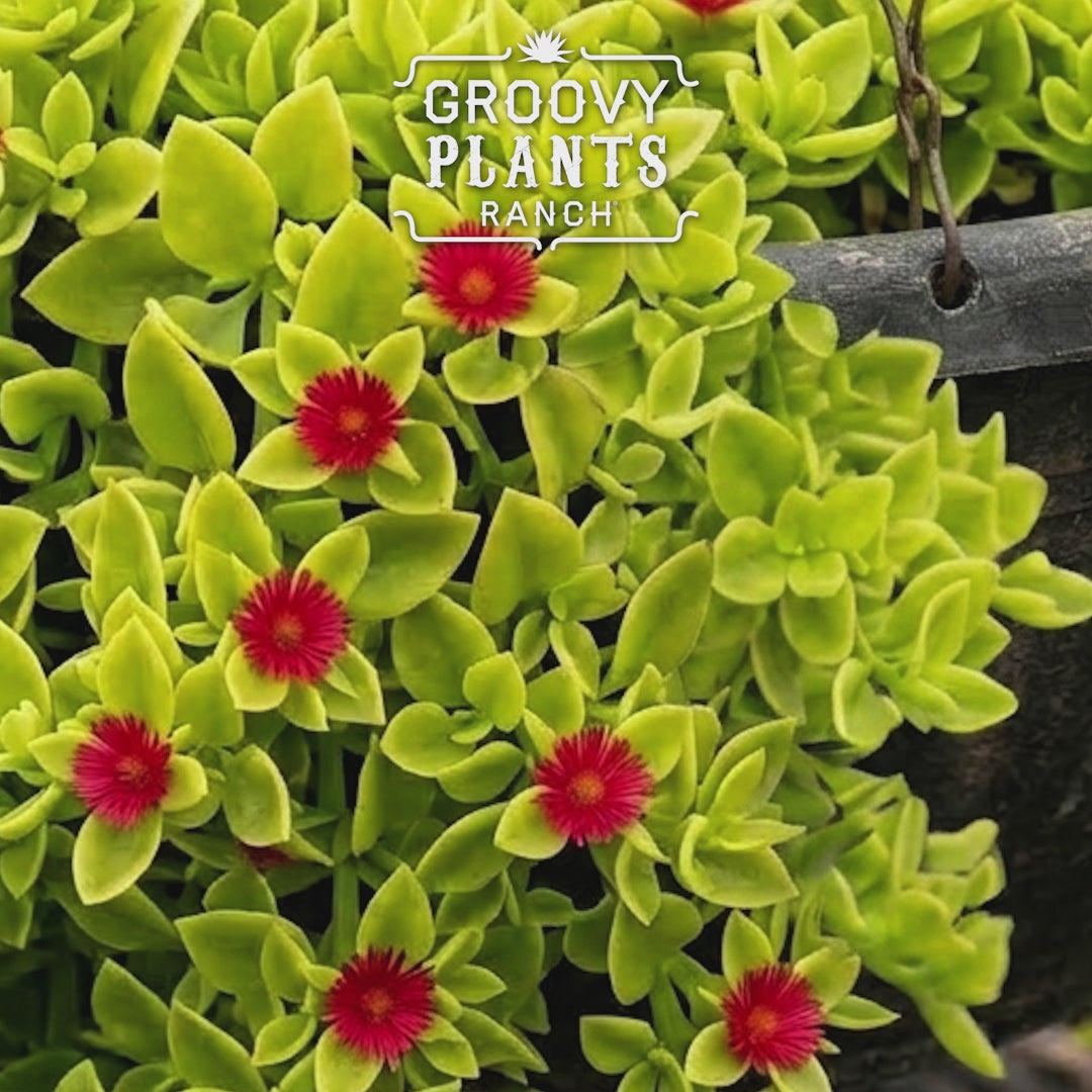 Aptenia 'Golden Cascade'