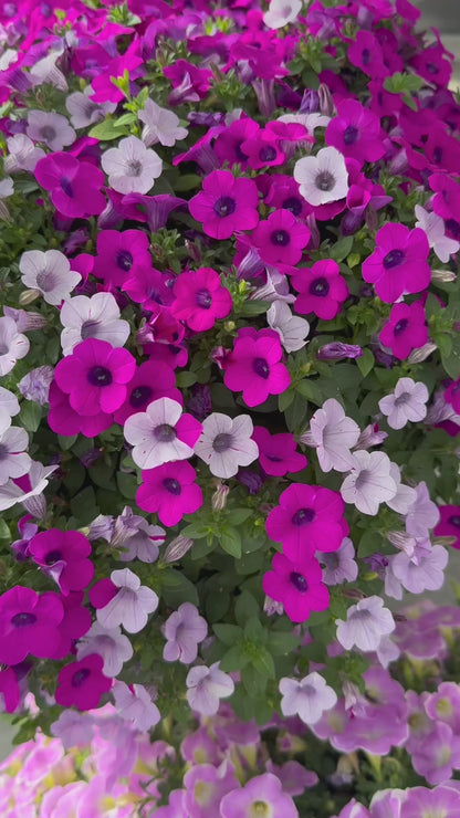 Petunia ‘Blanket Silver Surprise’ ~ Trio of 3 Hefty Plants