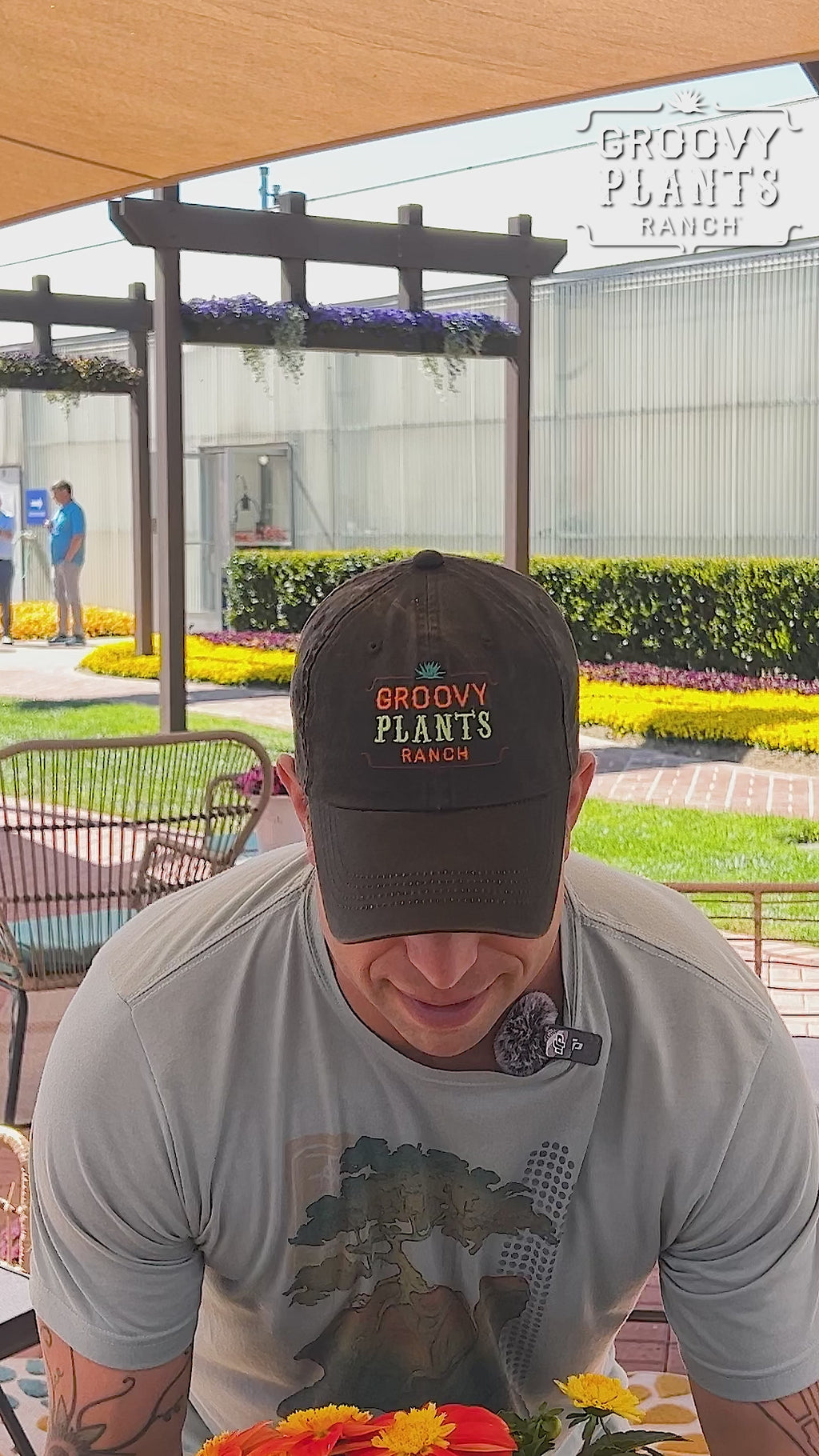 Dahlia 'Venti FireBurst' ~ Trio of 3 Hefty Plants for Preorder