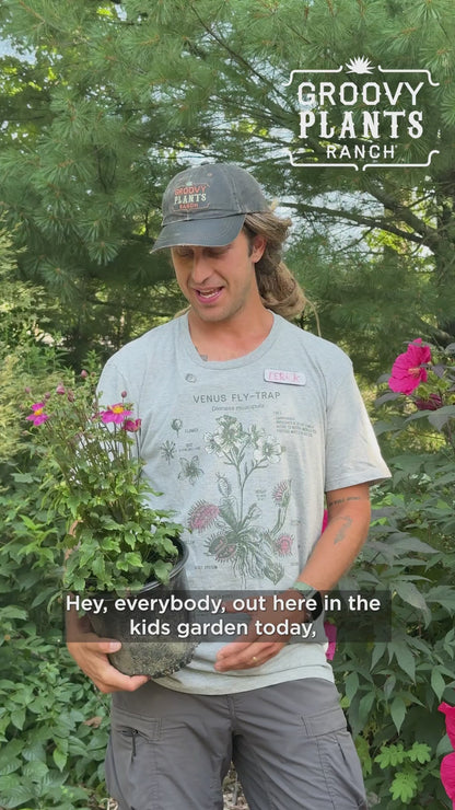 Japanese Anemone 'Curtain Call Deep Rose' - Preorder Now for Pickup at The Ranch Now
