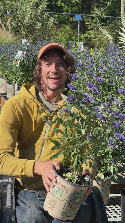 Caryopteris Grand Bleu® – Bluebeard   | Limited Release - Pickup Now