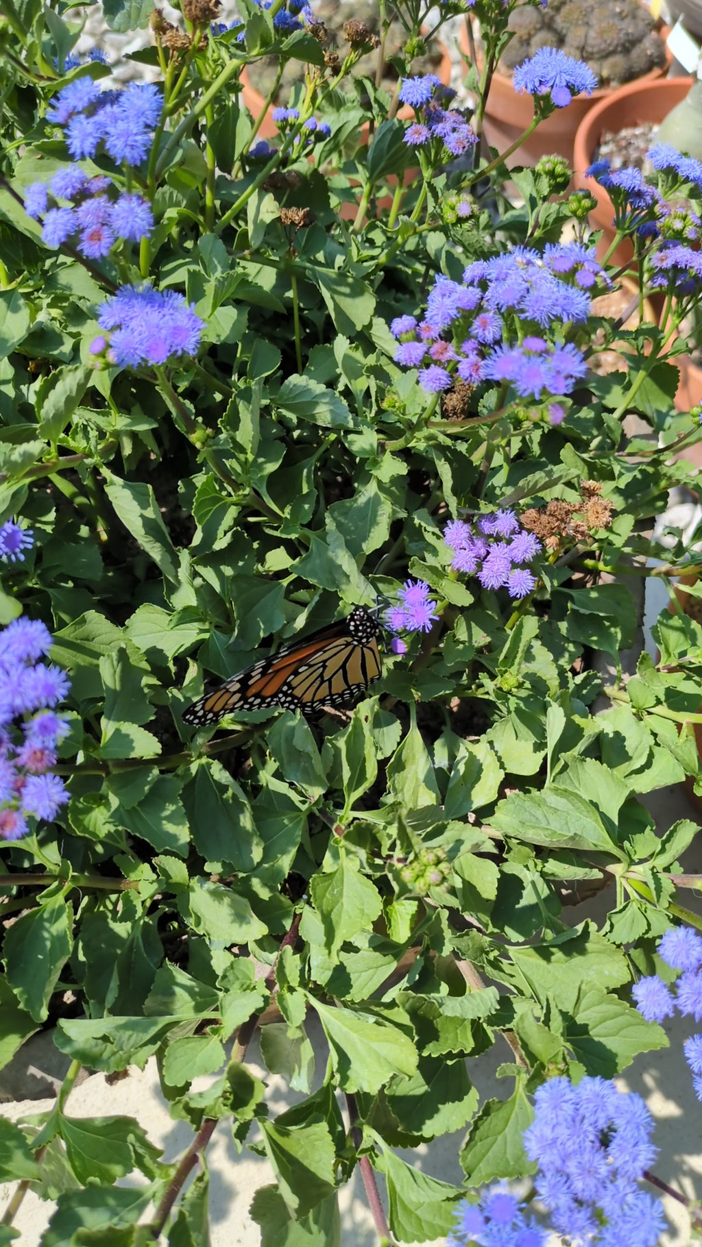 'Monarch Magic' Ageratum ~ Trio of 3 Hefty Plants for Preorder