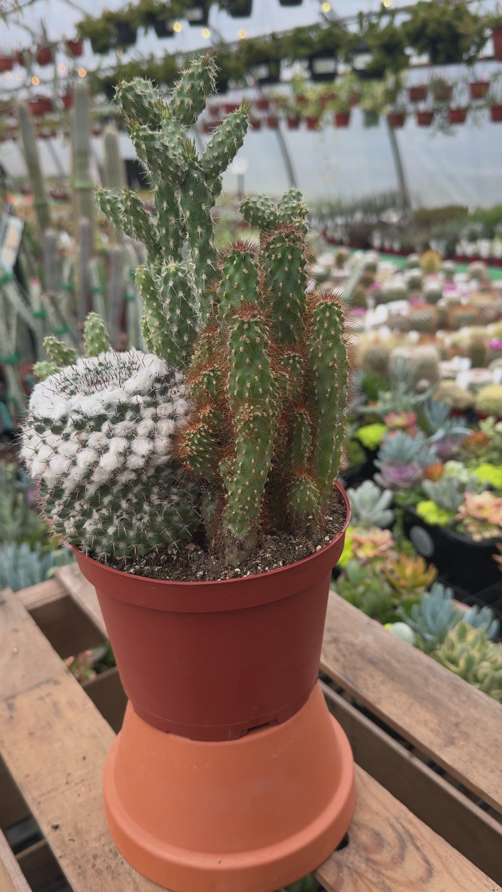 Cacti Combo