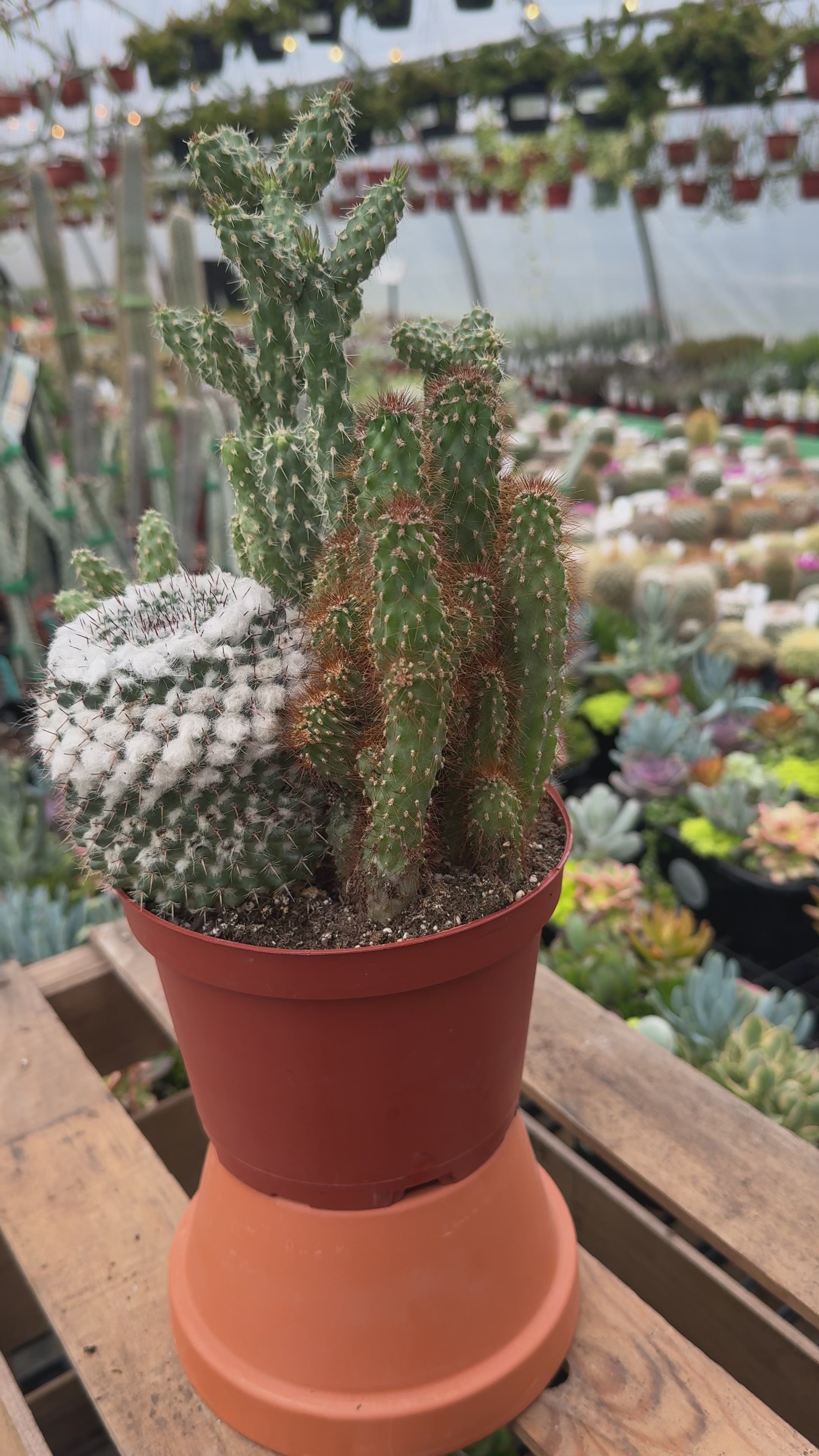 Cacti Combo