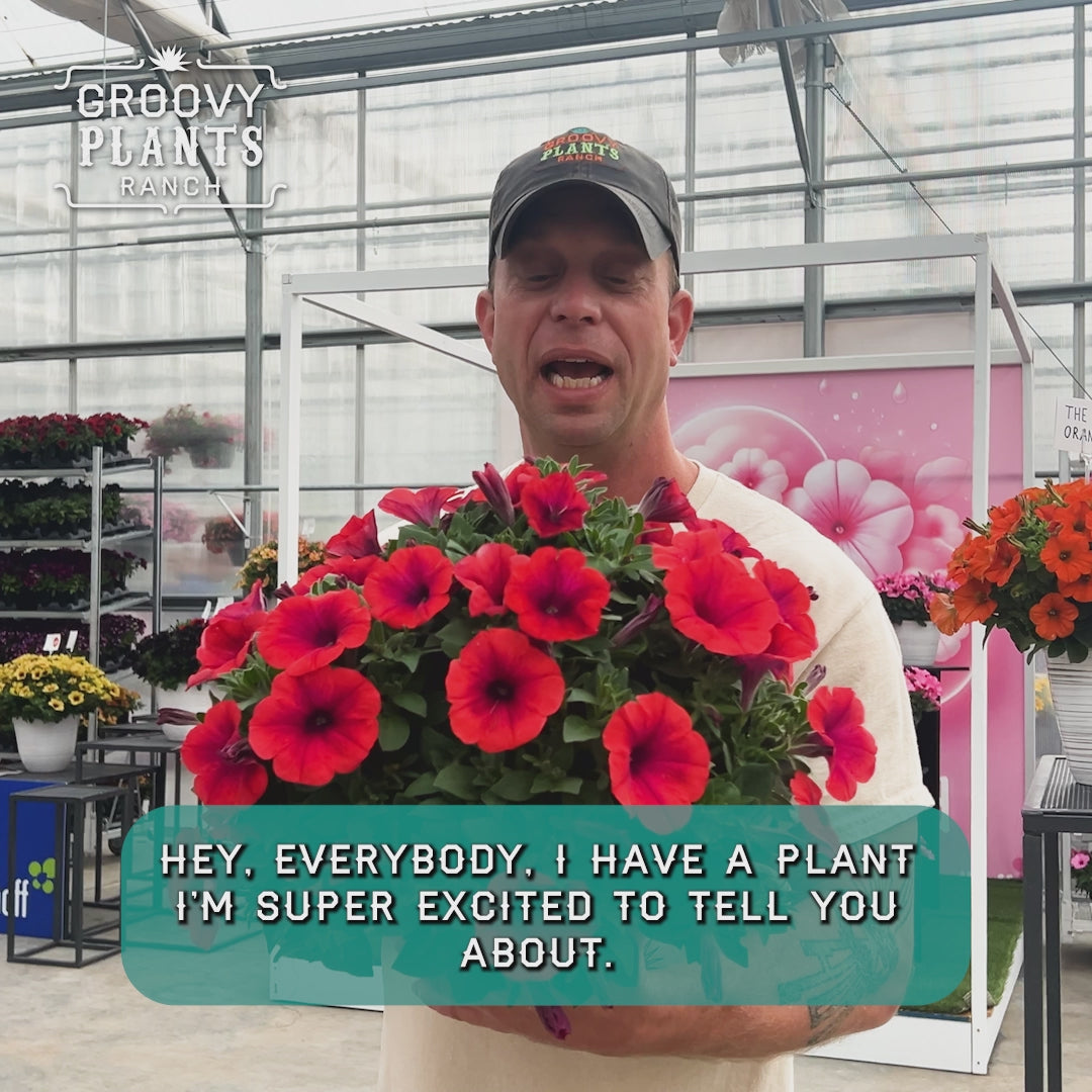 Petunia Inferno 'Metallic Orange'