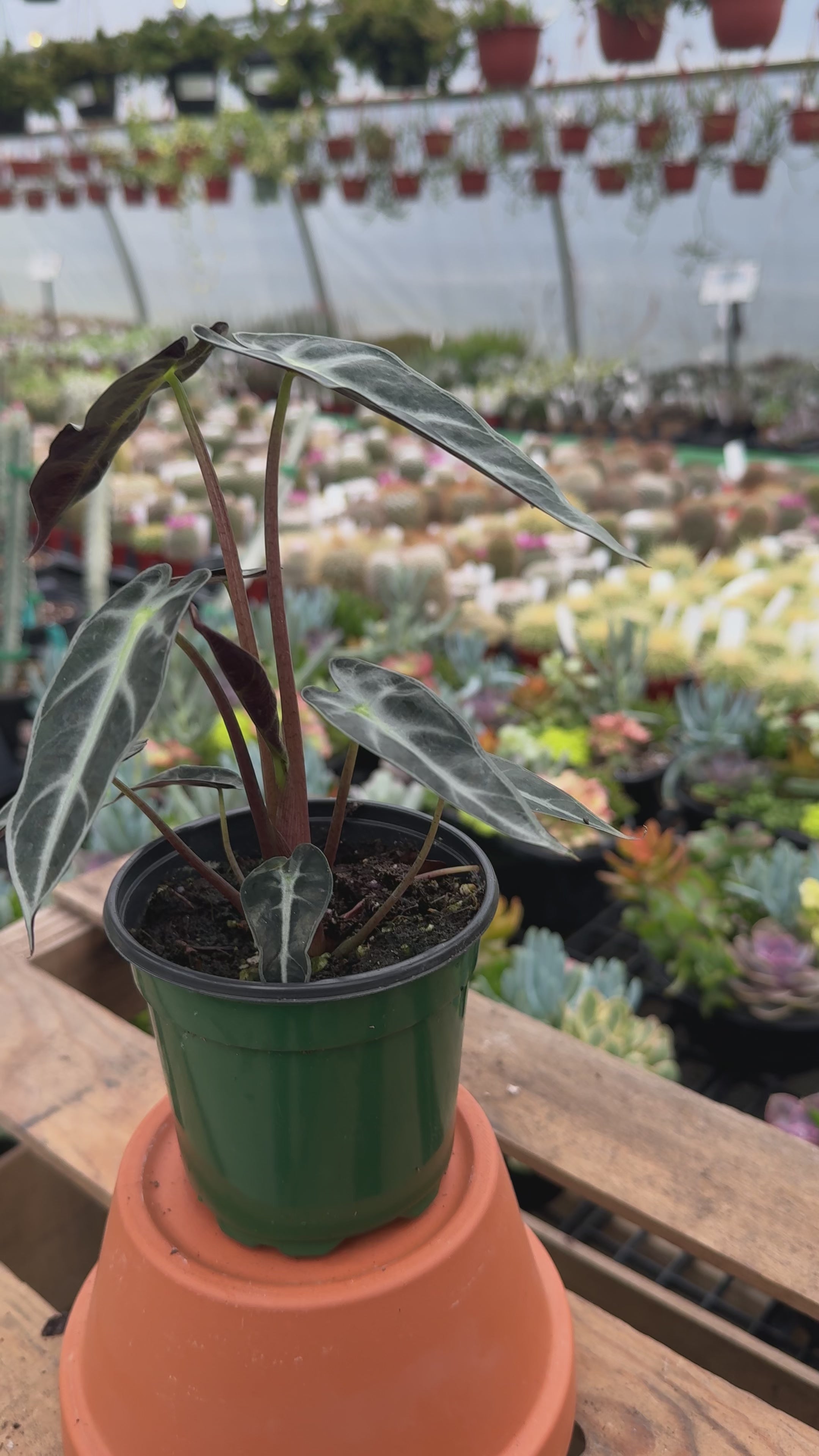 Alocasia amazonica 'Bambino'