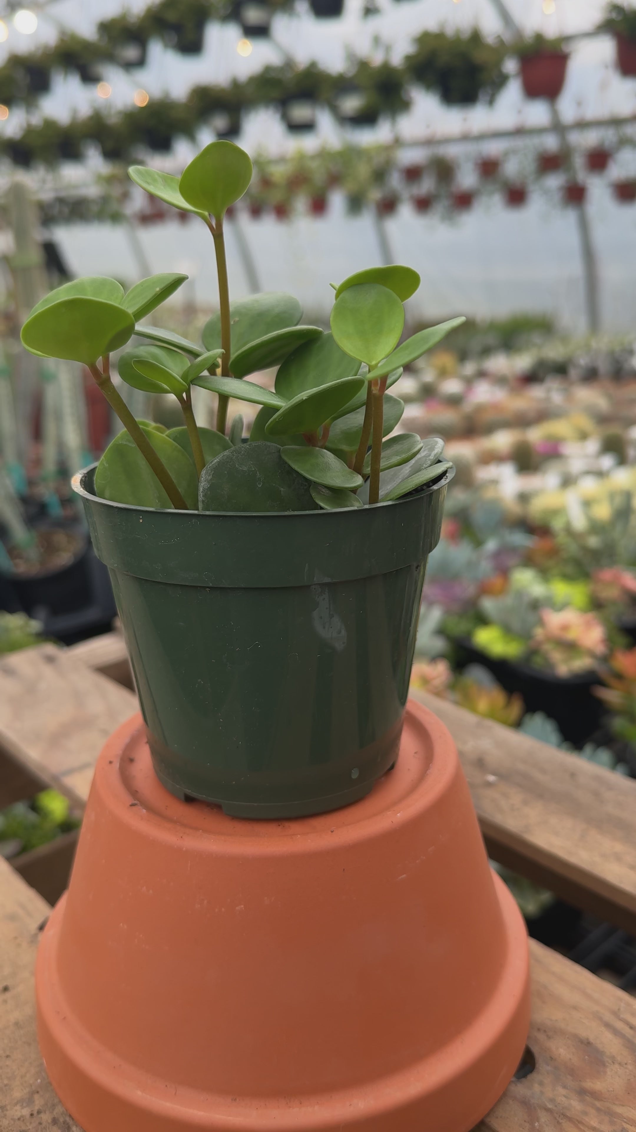 Peperomia Hope