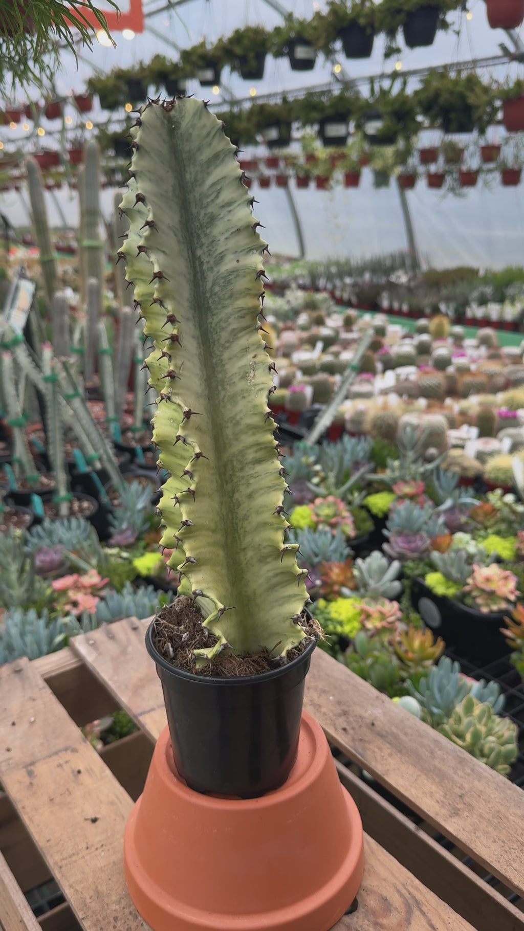 Variegated African Candelabra | Euphorbia Ammak Variegated