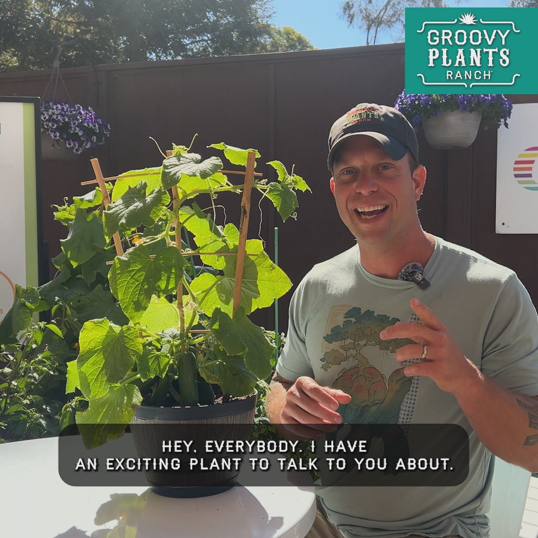 Quick Snack Cucumber