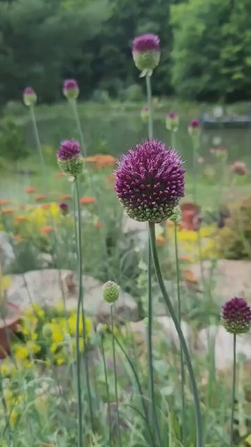 Sea of Drumsticks ~ 75 Drumstick Allium sphaerocephalon bulbs