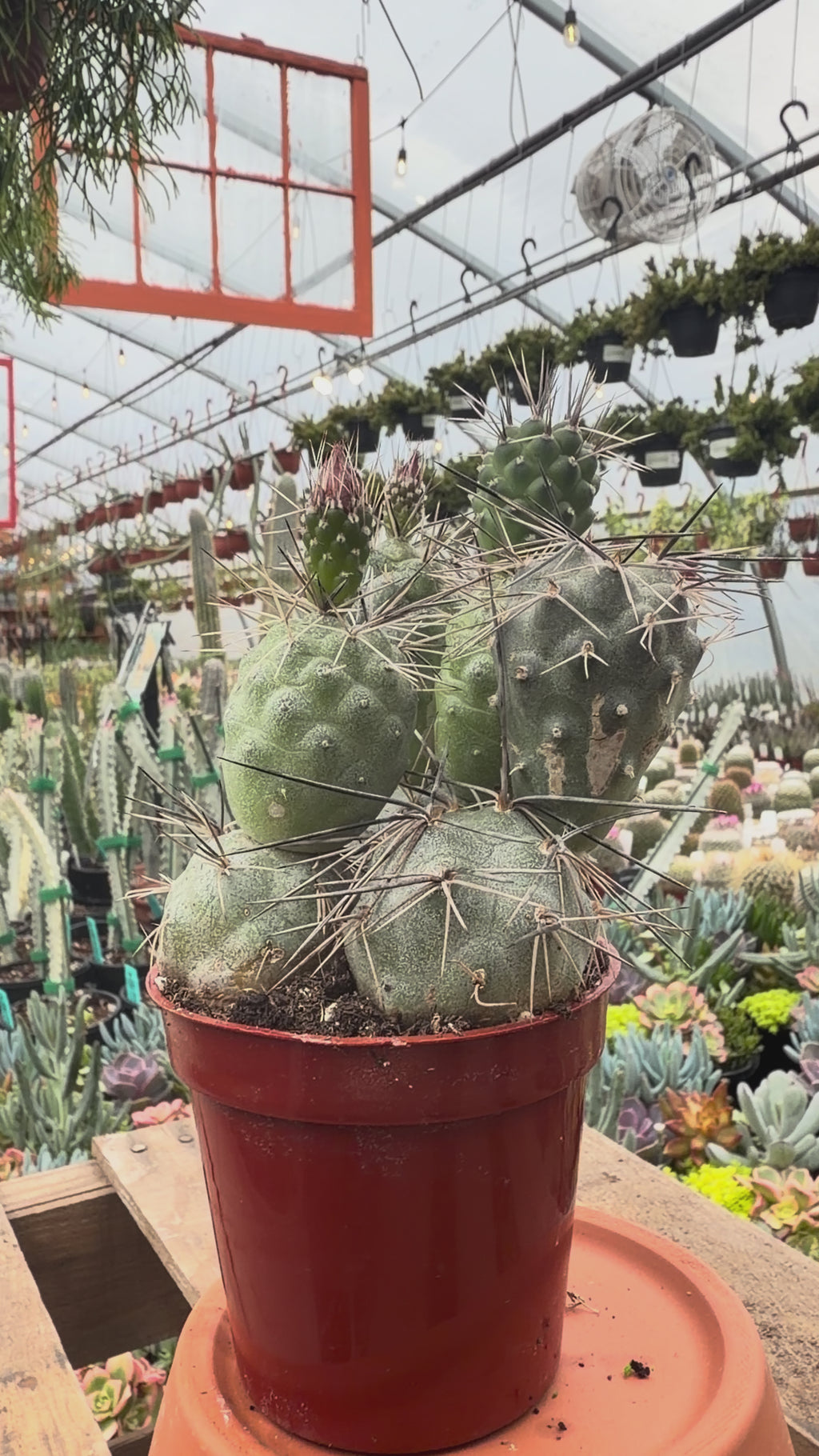 Tephrocactus Alexanderi
