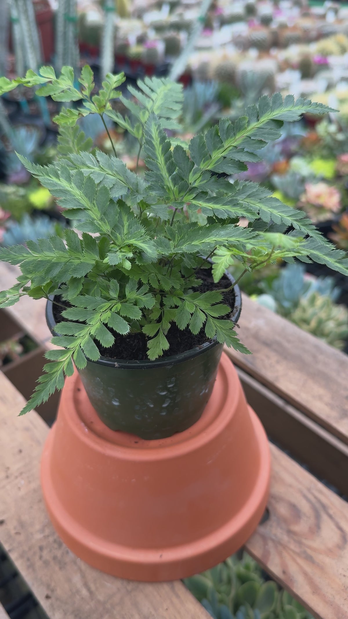 East Indian Holly Fern | Arachniodes aristata 'Variegata'