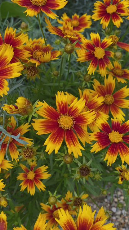 Coreopsis 'Uptick Gold & Bronze' ~ Trio of 3 Hefty Plants