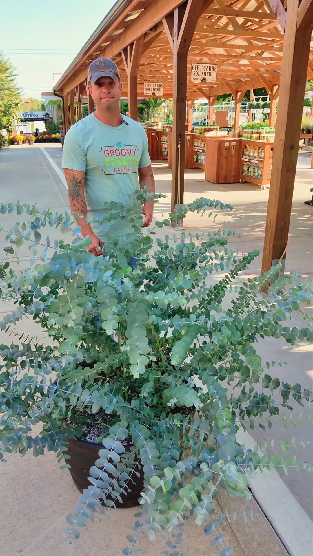 Eucalyptus 'Silver Dollar' ~ Trio of 3 Hefty Plants for Preorder