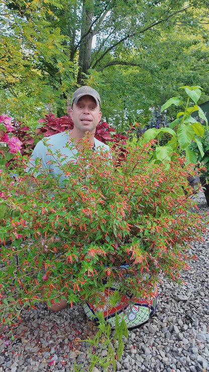 'Cherry Bells' Cuphea ~ Trio of 3 Hefty Plants