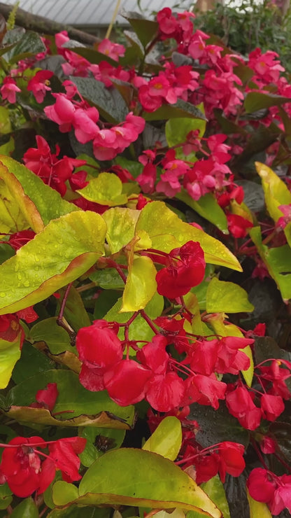 'Canary Wings' Begonia ~ Trio of 3 Hefty Plants
