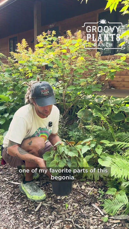 Ohio Hardy Begonia grandis | Order Now for Pickup Now at the Ranch!