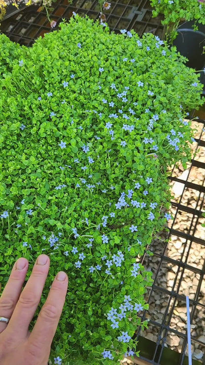 Blue Star Creeper (Isotoma fluviatilis) ~ Trio of 3 Hefty Plants