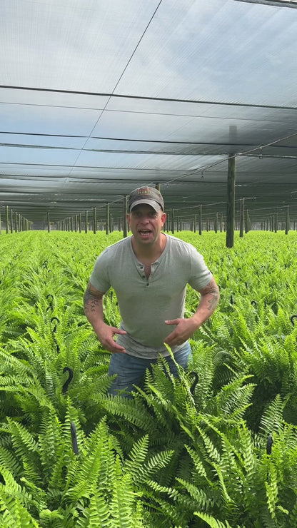 Boston Fern ~ Frond-tastic Sea of 6 Hefty Hanging Baskets for Preorder