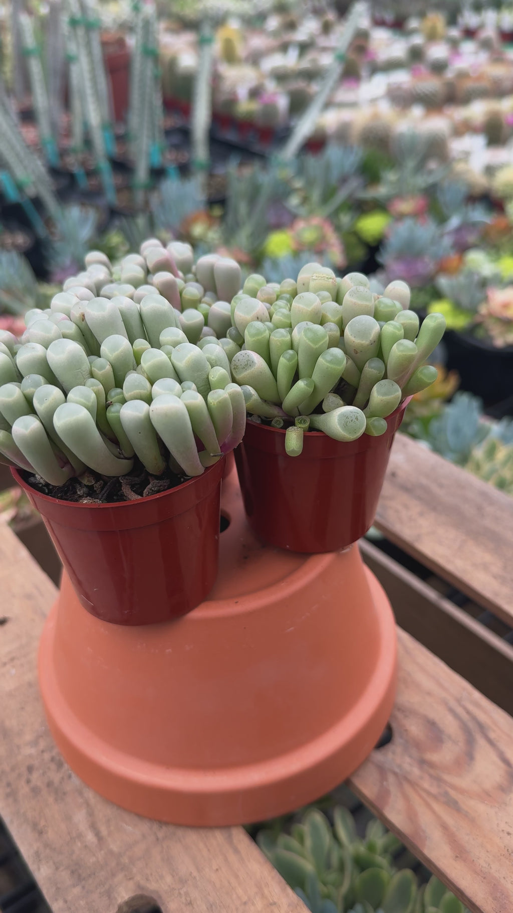 Trio of Baby Toes | Fenestraria rhopalophylla