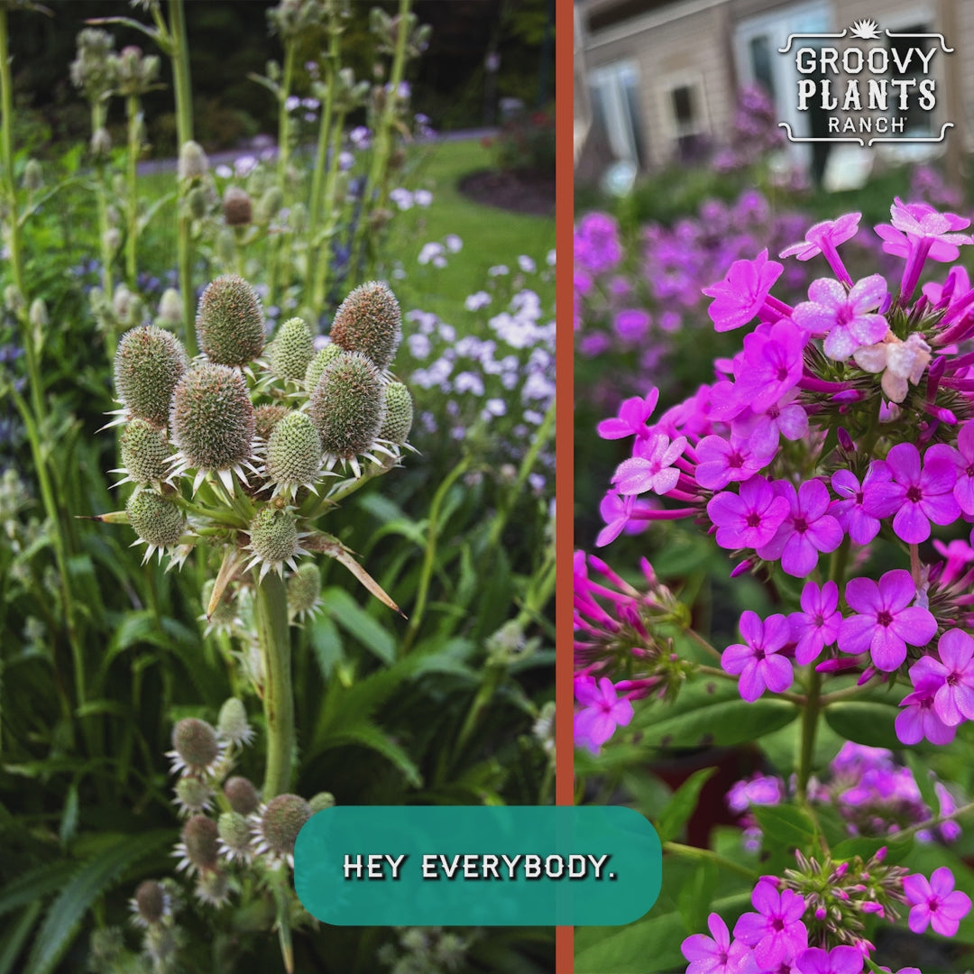 Summer Sizzle ~ Native Garden of 9 Hefty Plants