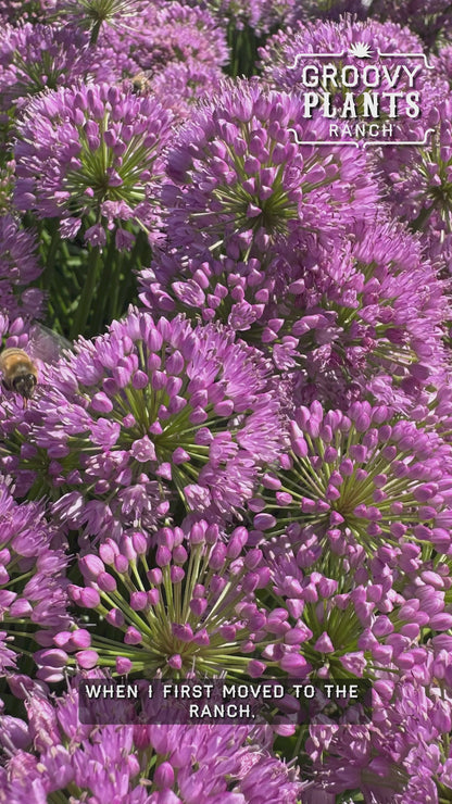 Allium 'Millenium' ~ Hefty Plants for Preorder