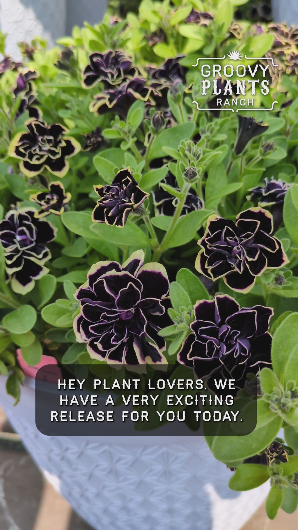 Petunia 'Midnight Gold' ~ Trio of 3 Hefty Plants for Preorder