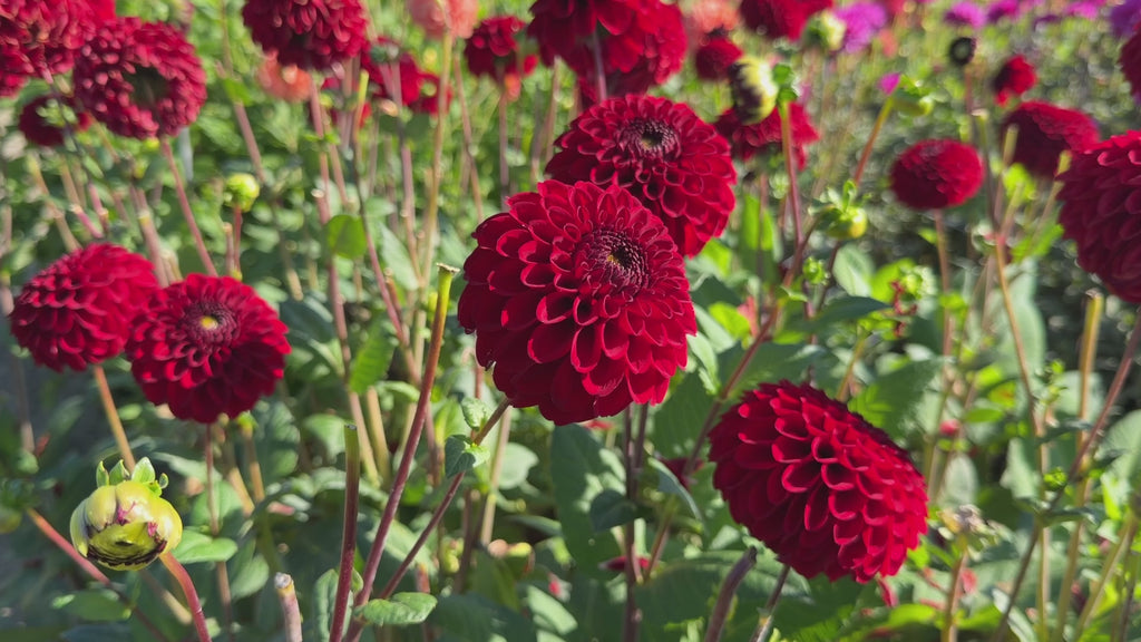 Dahlia Bizon Red | Ball Dahlia