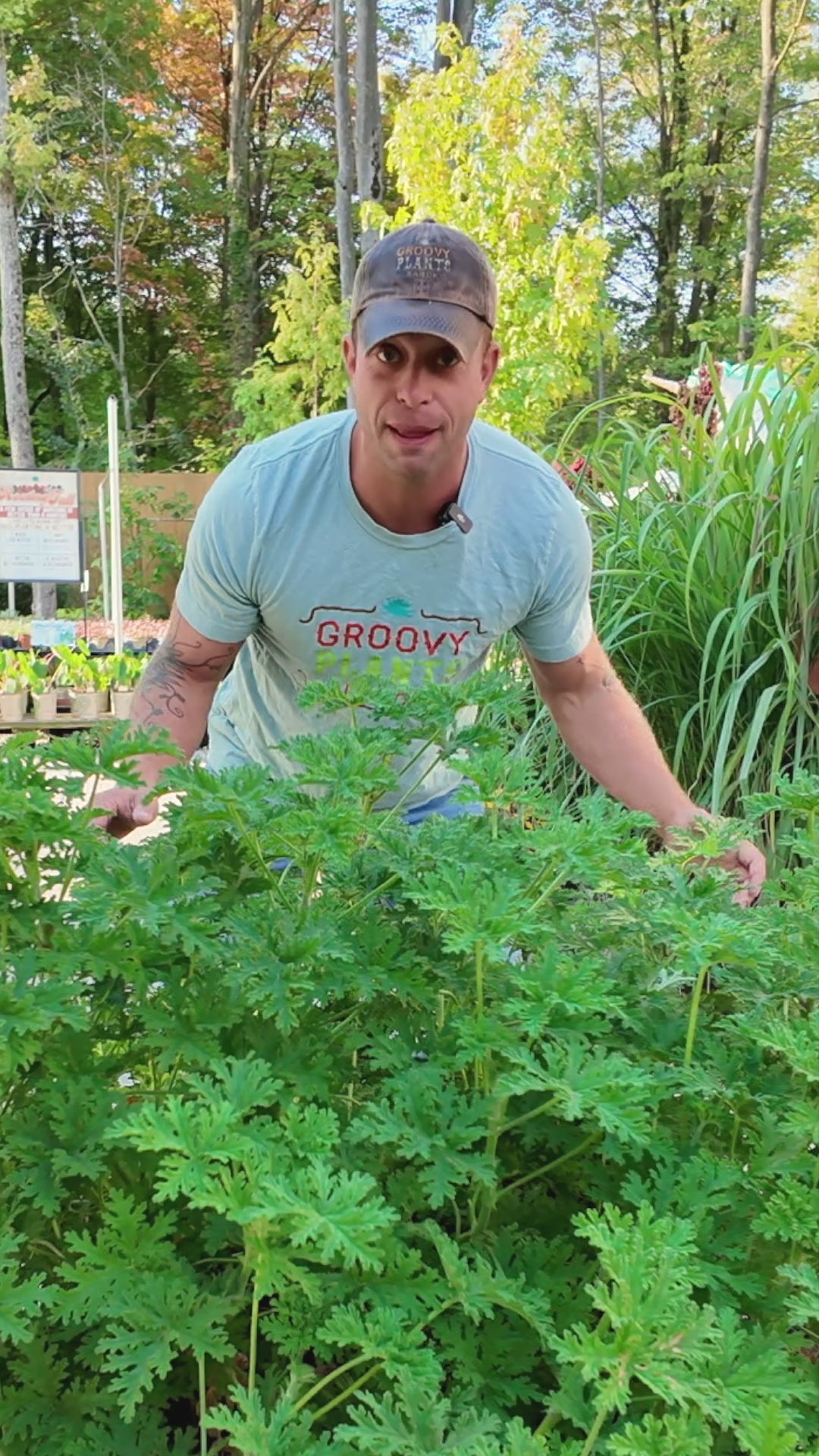 Citronella Trio ~ Preorder Wait List Spring 2026