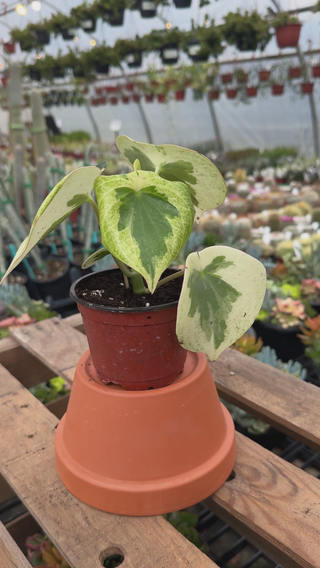 Variegated Raindrop Peperomia | Pilea Verdant Flame