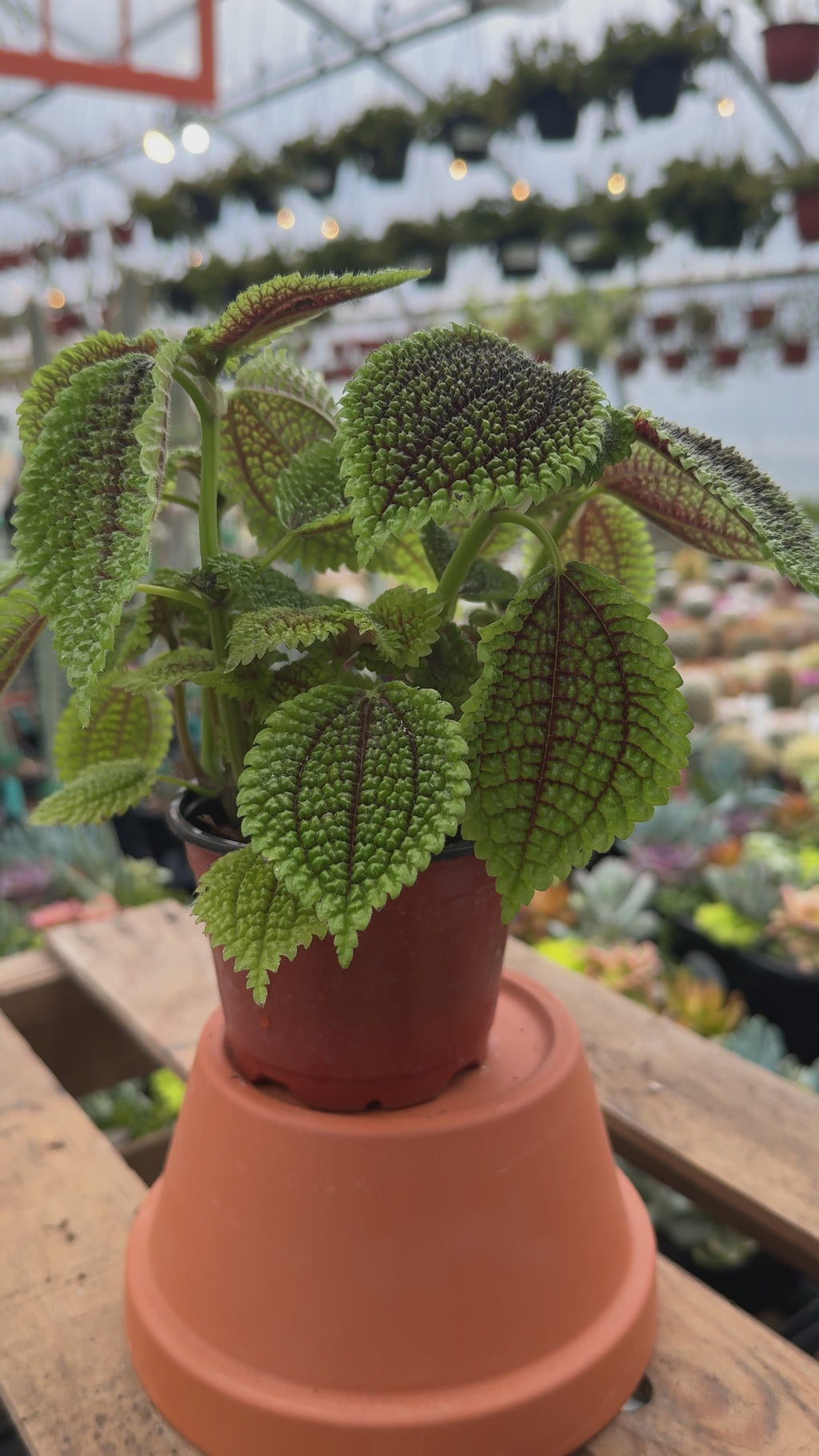 Friendship Plant | Pilea Moon Valley
