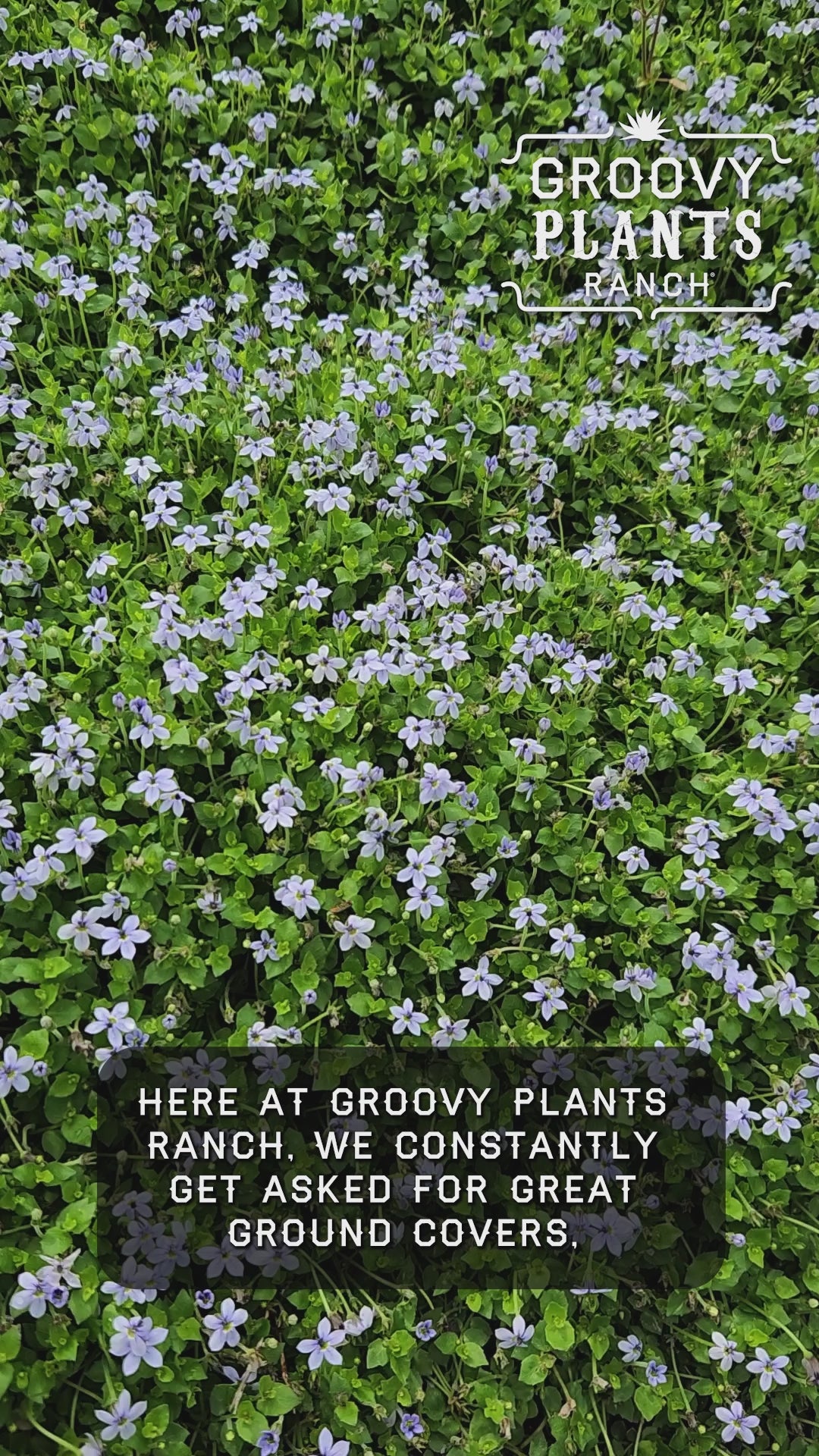 Laurentia 'Blue Star Creeper' ~ Trio of 3 Hefty Plants for