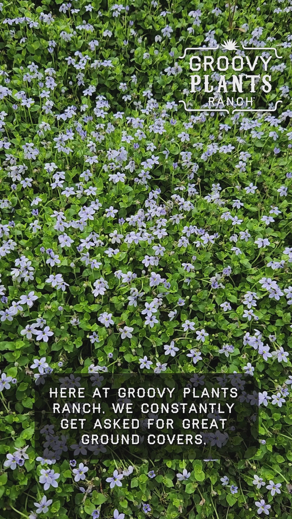 Laurentia 'Blue Star Creeper' ~ Trio of 3 Hefty Plants for Preorder