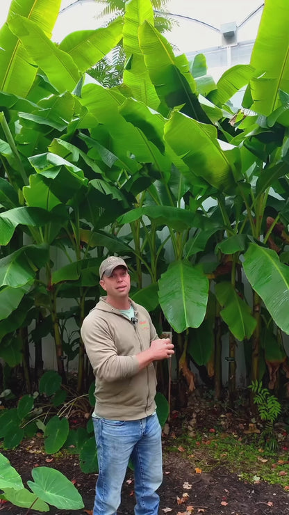 Ohio Winter Hardy Banana | Preorder