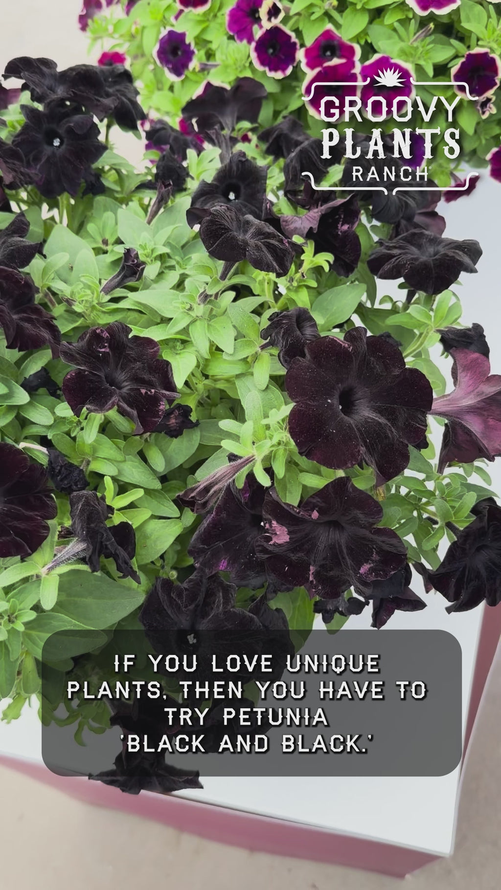 Petunia 'Black in Black' ~ Trio of 3 Hefty Plants for Preorder