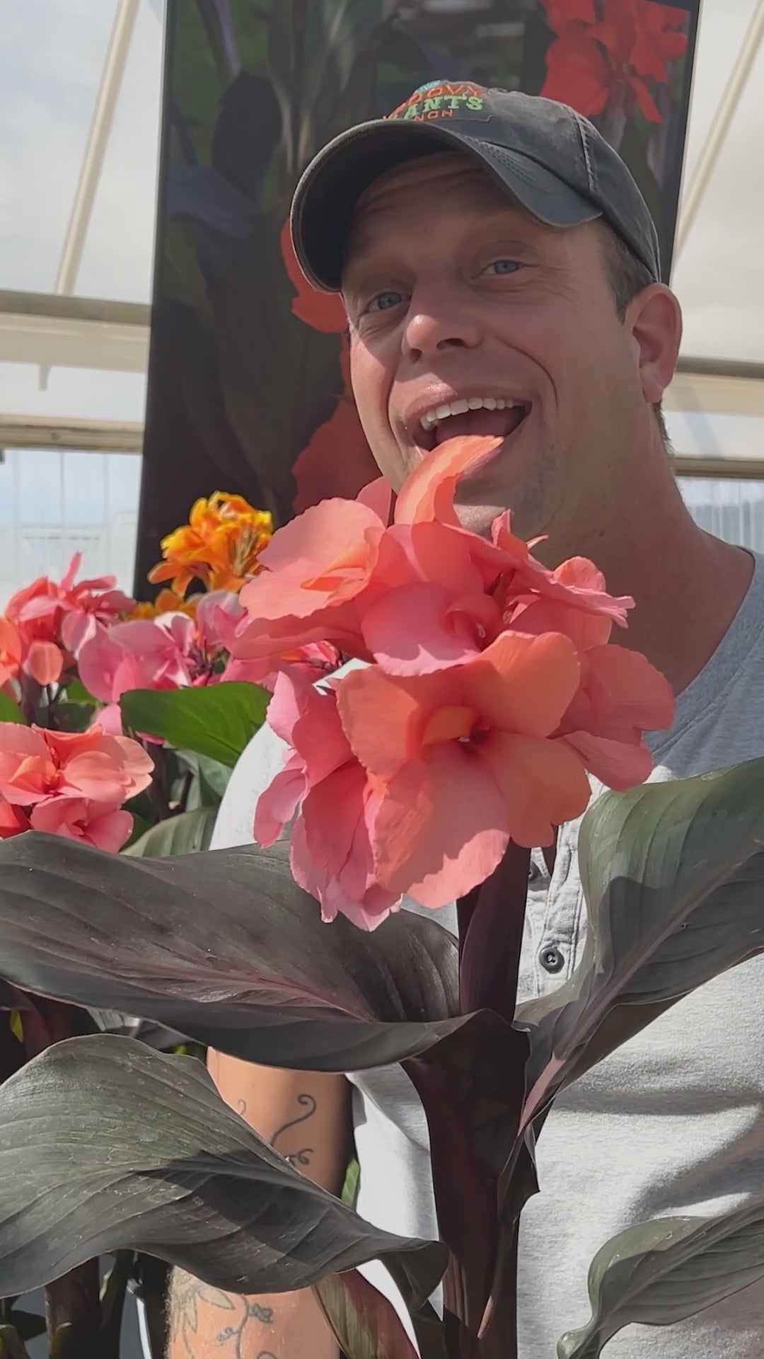 Canna Lily 'Bronze Peach' ~ Trio of 3 Hefty Plants for Preorder