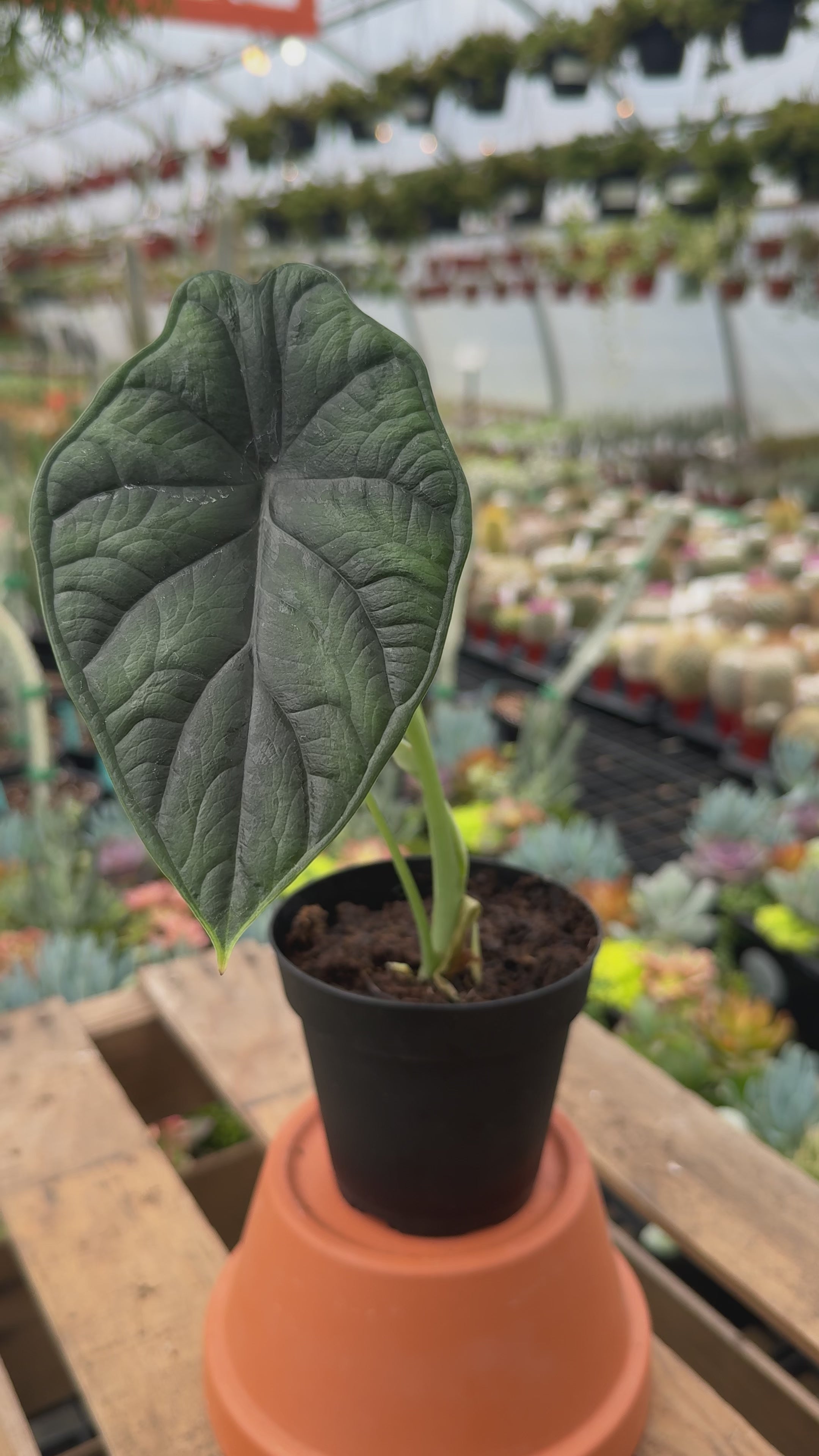 Alocasia 'Dragon Scale' | Jewel Alocasia