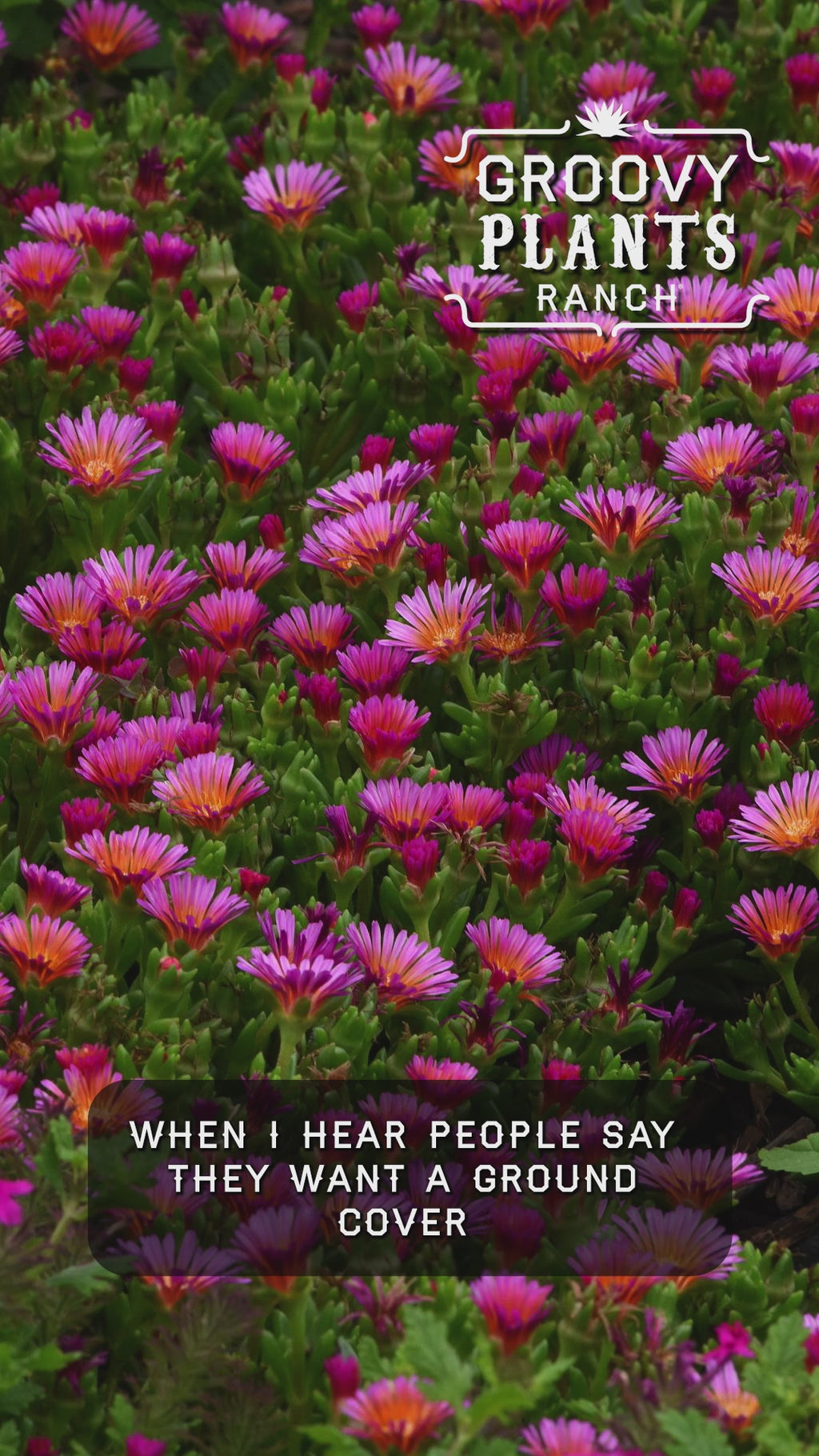 Ice Plant Ocean Sunset™ 'Orange Glow' ~ Trio of 3 Hefty Plants