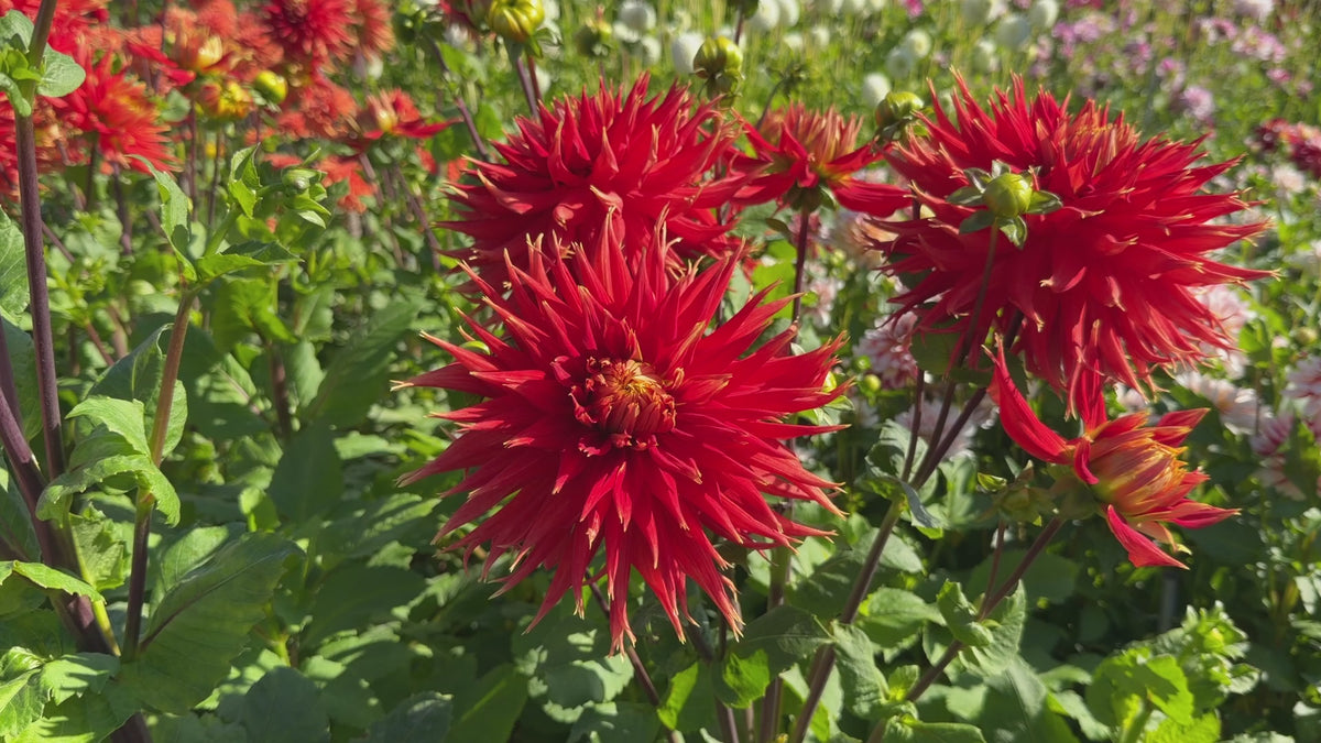 Dahlia Show N' Tell | Premium Fimbriated Dahlia