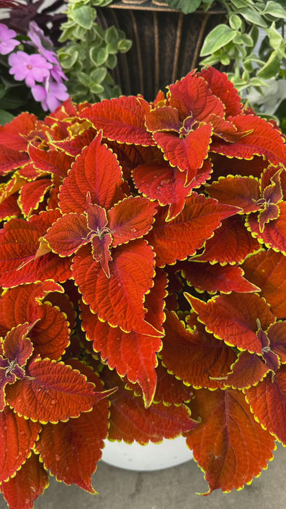 Coleus Talavera Sienna ~ Trio of 3 Hefty Plants
